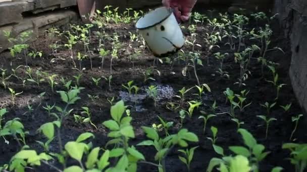 Farmář zalévá sazenice v zahradě. Ruce zemědělce zalévání rajčat sazenice v zahradě.Koncepce zelené planety, ekologie. — Stock video