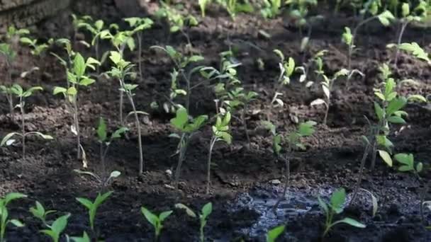 Фермер поливает саженцы в саду. Руки фермера поливают томатные саженцы в саду. Концепция зеленой планеты, экология . — стоковое видео