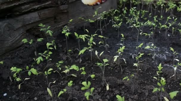 Farmář zalévá sazenice v zahradě. Ruce zemědělce zalévání rajčat sazenice v zahradě.Koncepce zelené planety, ekologie. — Stock video