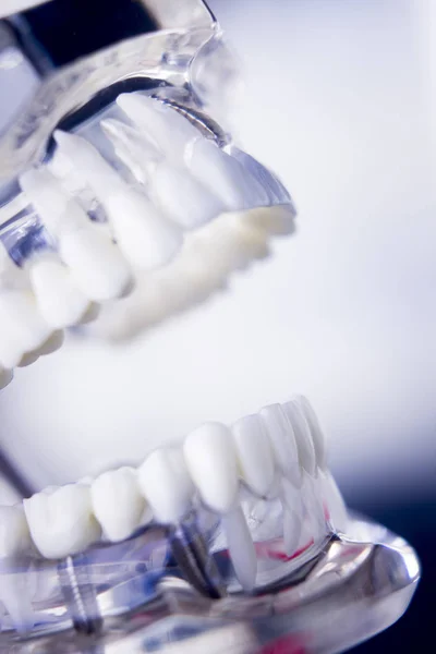 Dentisti modello dentale — Foto Stock