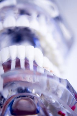 Diş hekimleri diş diş modeli