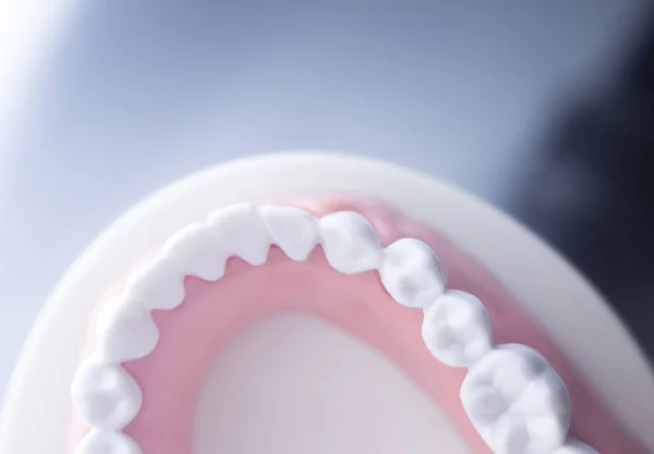 Модель стоматології зубів — стокове фото