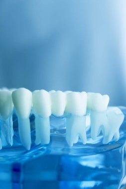 Diş diş diş hekimliği modeli