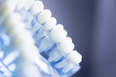 Diş diş diş hekimliği modeli