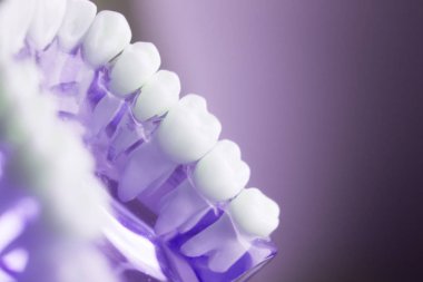 Diş diş diş hekimliği modeli