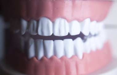 Diş diş diş hekimliği modeli