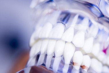 Diş hekimleri diş diş modeli