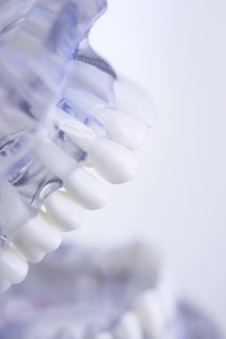 Diş hekimleri diş diş modeli