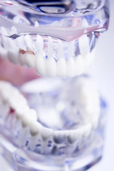 Dentisti modello dentale — Foto Stock
