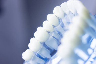 Diş diş diş hekimliği modeli