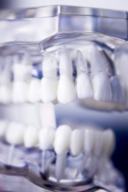 Diş hekimleri diş diş modeli