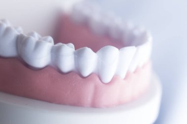 Diş diş diş hekimliği modeli