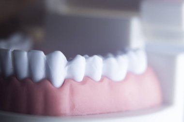 Diş diş diş hekimliği modeli