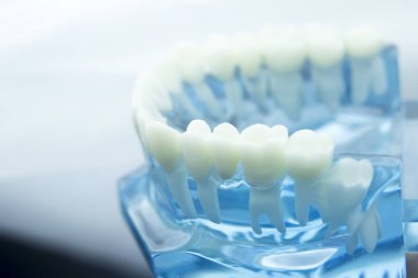 Diş diş diş hekimliği modeli