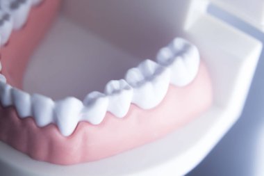 Diş diş diş hekimliği modeli