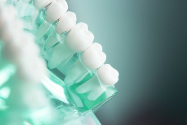 Diş diş diş hekimliği modeli