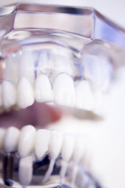 Diş hekimleri diş diş modeli