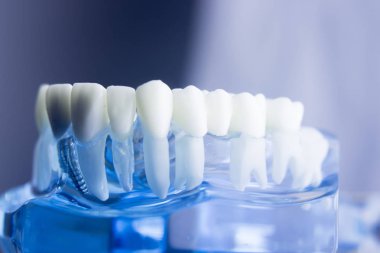 Diş diş diş hekimliği modeli