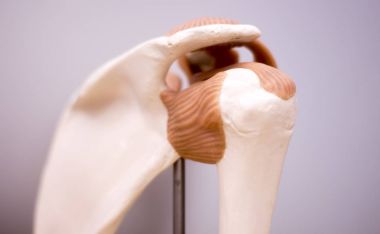Shoulder back medical model clipart