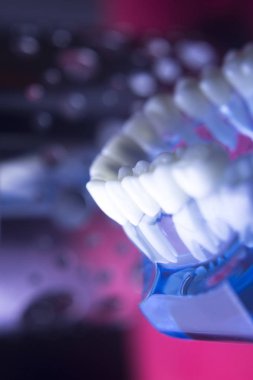 Diş hekimleri diş diş modeli