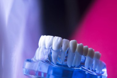 Diş hekimleri diş diş modeli