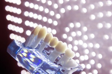 Diş hekimleri diş diş modeli