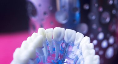 Diş hekimleri diş diş modeli