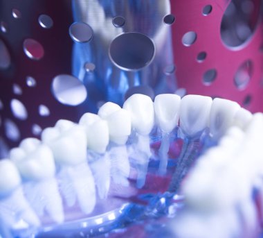 Diş hekimleri diş diş modeli