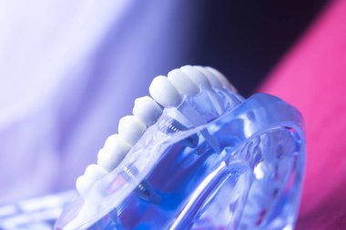 Diş hekimleri diş diş modeli