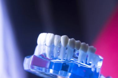 Diş hekimleri diş diş modeli