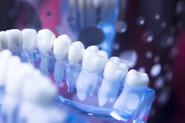 Dentisti modello dentale — Foto Stock