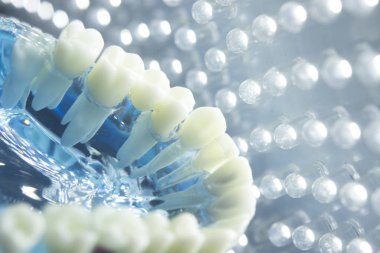 Diş hekimleri diş diş modeli