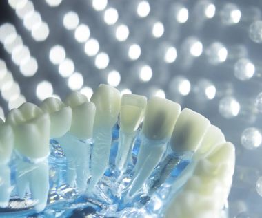 Diş hekimleri diş diş modeli