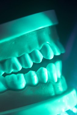 Diş diş çene modeli