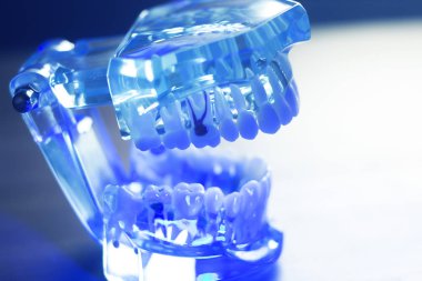 Diş diş klinik modeli