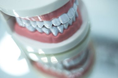 Diş diş ağız modeli