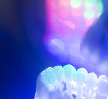 Diş diş kökleri modeli