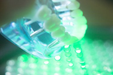 Diş diş kökleri modeli