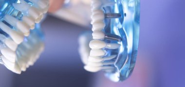 Diş Hekimliği Diş modeli öğretim