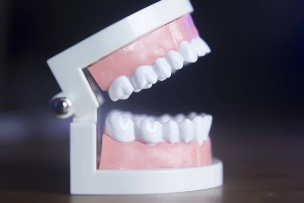 Modelo de dientes dentales — Foto de Stock