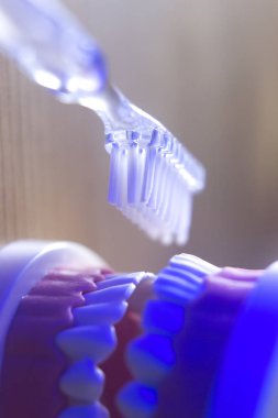 Diş sağlıklı diş modeli