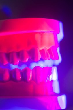 Diş diş çene modeli