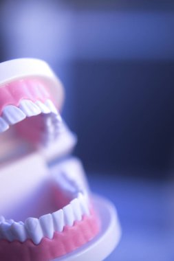 Diş Hekimliği Diş modeli öğretim