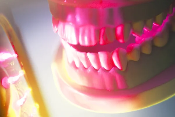 Modelu zębów dentystycznych jamy ustnej — Zdjęcie stockowe