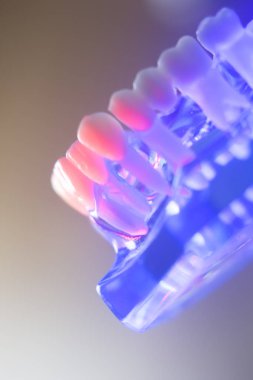 Diş sağlıklı diş modeli