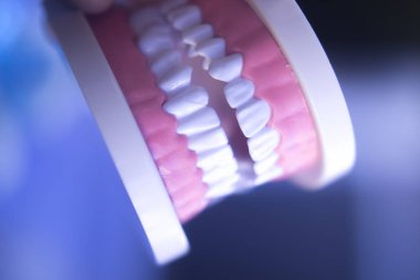 Diş Hekimliği Diş modeli öğretim