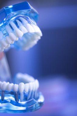 Diş Hekimliği Diş modeli öğretim