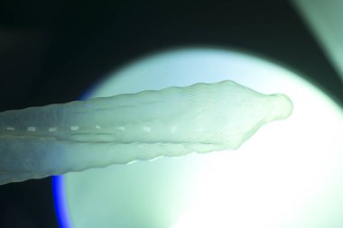 Kauçuk prezervatif kontraseptif