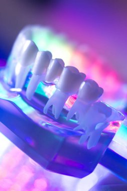 Diş hekimi diş modeli