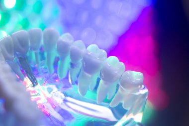 Diş hekimi diş modeli